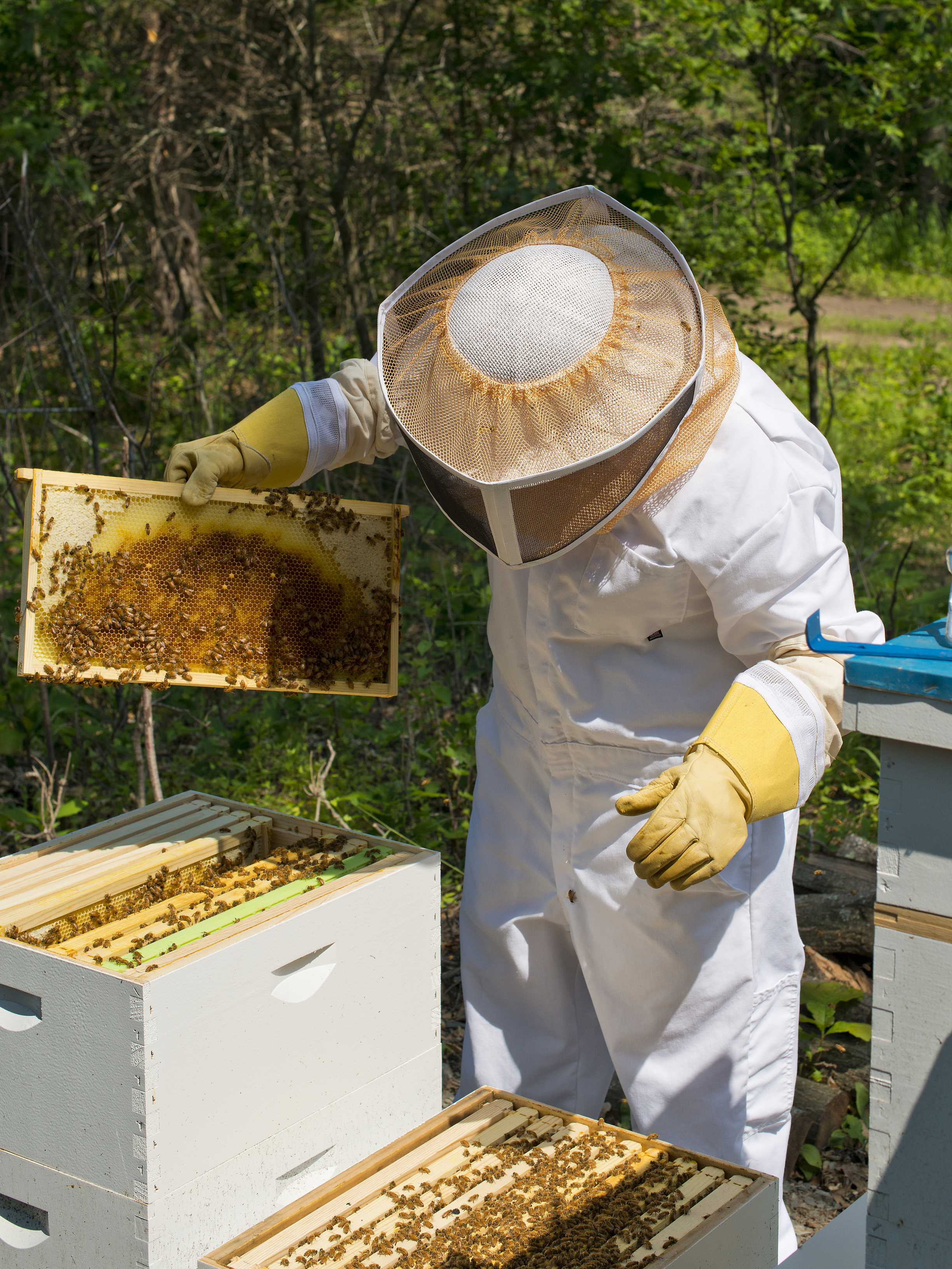 A beekeeper checks a honeycomb frame during a rural honey farm experience, reflecting Murcia&rsquo;s produce-led food culture.